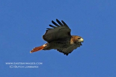 Red Tail Hawk