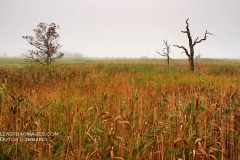 Jacob's-Point-Marsh
