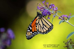 butterfly-IMG_5755-edited