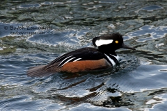 merganser-2009 01 27    002_edited-2