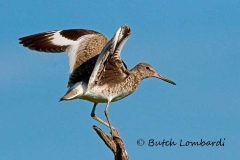 Willet